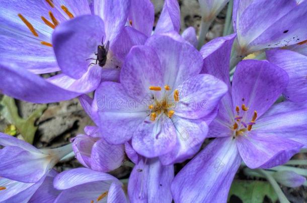 紫色的番红花属花和<strong>烦人</strong>的苍蝇