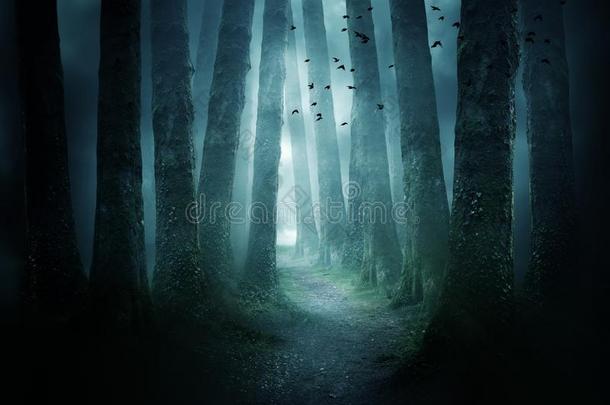 路通过一黑暗的森林