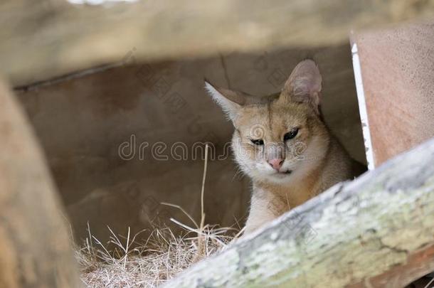 美丽的影像关于丛林猫猫属丛林猫