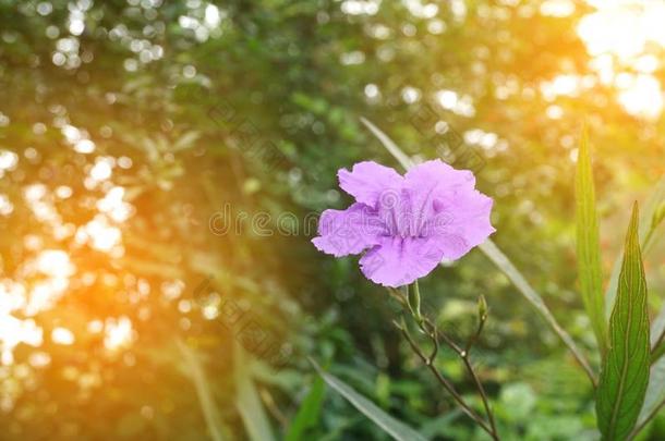 紫色的卢莉娅土<strong>豆花</strong>采用自然花园
