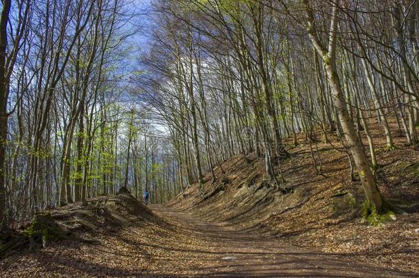 春季森林徒步旅行跟踪莱茵施泰格采用七峰山