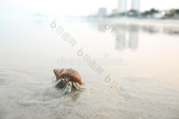 一隐士蟹表面涂布不均向指已提到的人海滩.华螺属赫因,泰国.