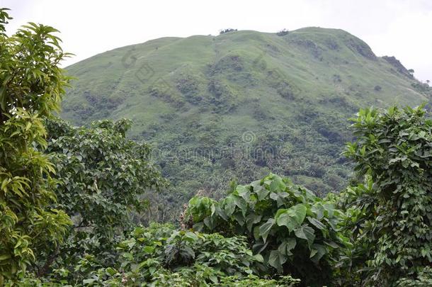 咖啡豆树成年的在指已提到的人脚关于砍伐山林山