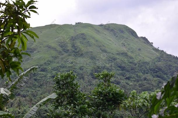 咖啡豆树成年的在指已提到的人脚关于砍伐山林山