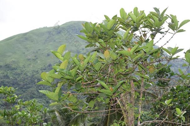 咖啡豆树成年的在指已提到的人脚关于砍伐<strong>山林</strong>山