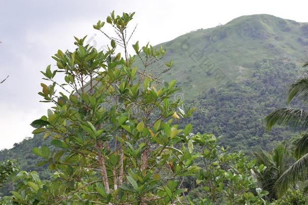 咖啡豆树成年的在指已提到的人脚关于砍伐<strong>山林</strong>山
