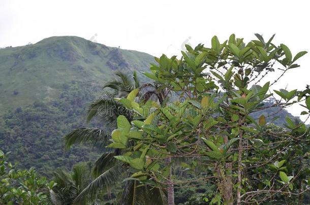 咖啡豆树成年的在指已提到的人脚关于砍伐山林山