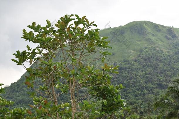 咖啡豆树成年的在指已提到的人脚关于砍伐<strong>山林</strong>山