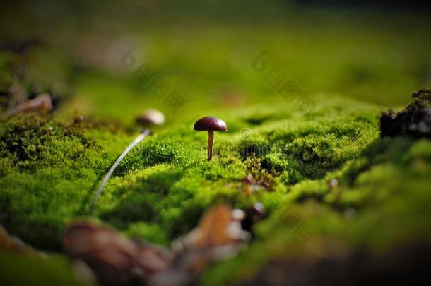 <strong>蘑菇</strong>采用绿色的背景