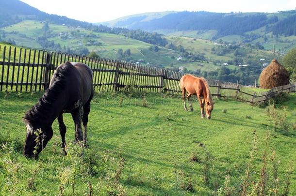 两个马vt.放牧向牧草地在近处木制的栅栏和干草堆采用Cana加拿大