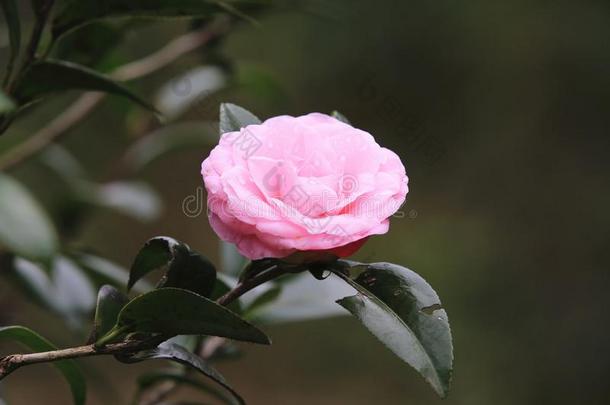 粉红色的山茶花和雨点