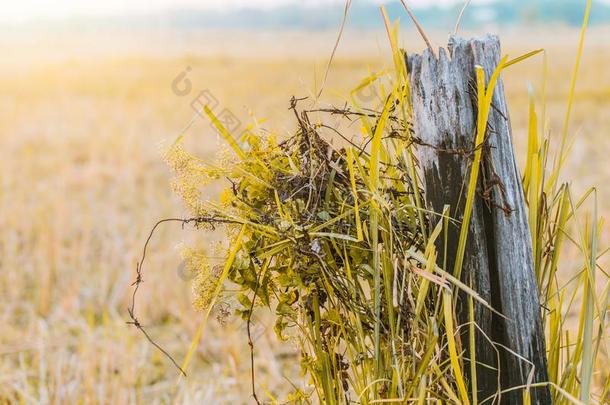 乡下的乡<strong>村风</strong>景干旱的陆地黄色的草