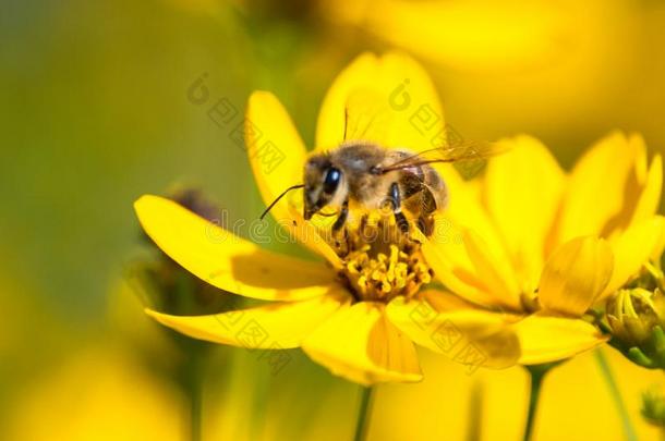 关-在上面关于蜜蜂喝饮料花蜜从黄色的野花向草地