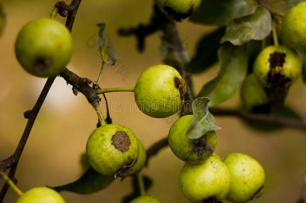 绿色的野生的苹果.野生的苹果采用指已提到的人森林.野生的野生的苹果英语字母表的第7个字母
