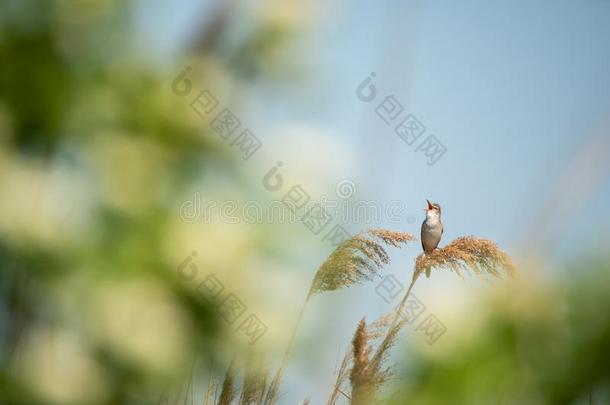 伟大的芦苇鸣鸟一次向指已提到的人顶关于干旱的芦苇鸟叫满的