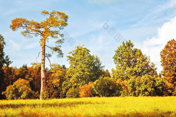 秋十月<strong>风</strong>景-富有色彩的秋森林和每年落叶的