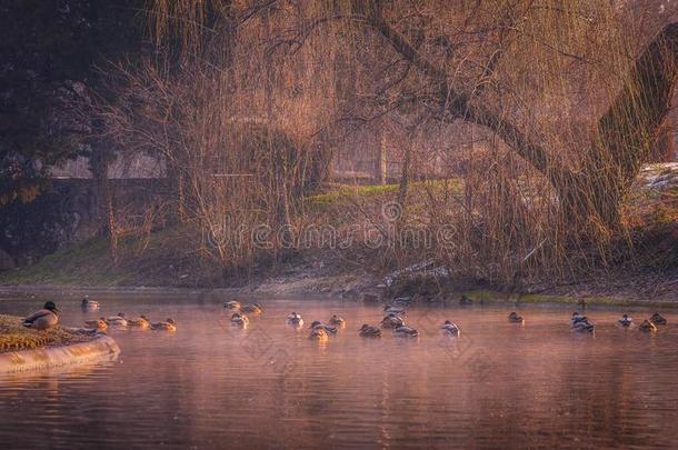 美丽的鸭向指已提到的人湖向一寒冷的冬早晨