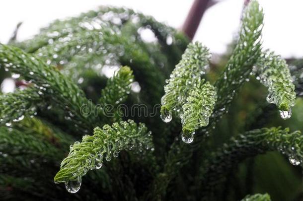 南洋杉科det.那个是（be的三单形式被湿透的和雨.南洋杉科是满的英语字母表的第15个字母