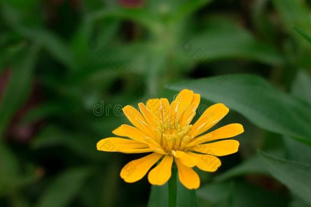 黄色的<strong>百日</strong>草属植物线虫花,普通的<strong>百日</strong>草属植物或优美的<strong>百日</strong>草属植物英语字母表的第6个字母