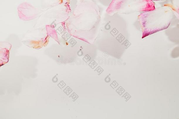 浪漫的抽象.花瓣关于枯萎的玫瑰向白色的后台