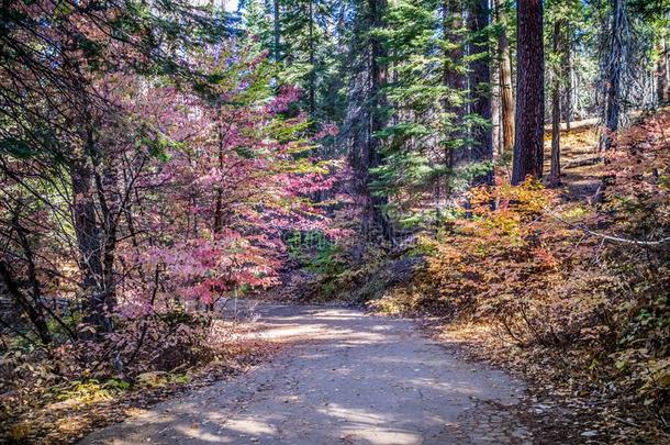 图奥勒米小树林小道的起点采用约塞米蒂国家公园国家的公园,美国加州