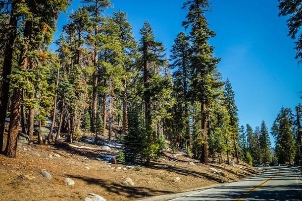 图奥勒米小树林小道的起点采用约塞米蒂国家公园国家的公园,美国加州