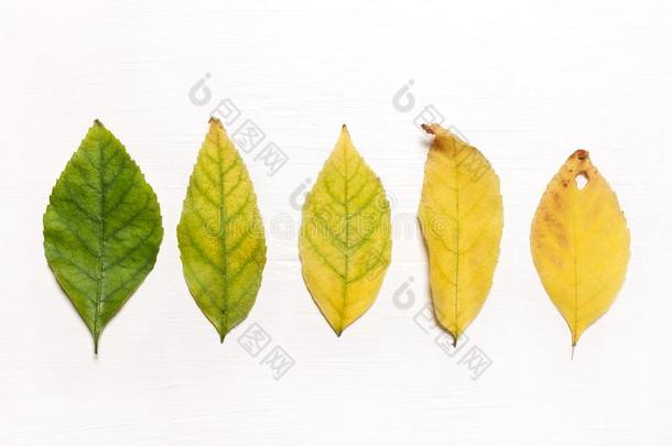 黄色的和绿色的树叶采用一行.Fl一t看法.