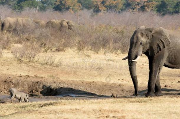 疣猪追捕离开在旁边一afric一eleph一t,水坑