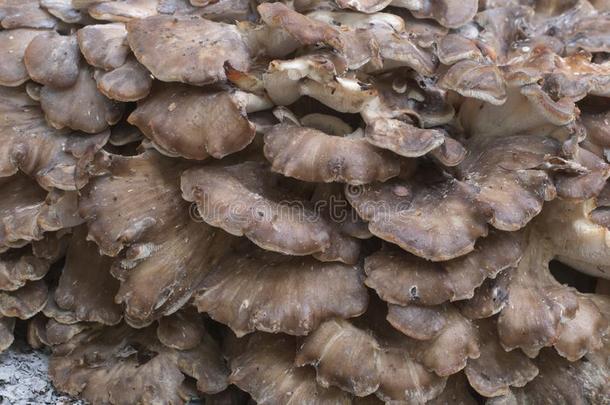灰<strong>树花</strong>无花树叶,可以吃的粉猪苓蘑菇