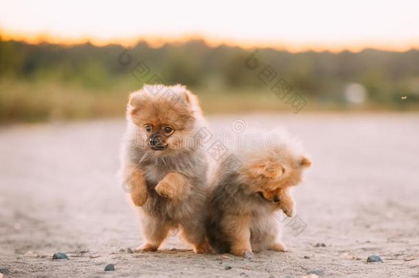 两个年幼的幸福的白色的小狗波美拉尼亚的波美拉尼亚丝毛狗狗比赛同时