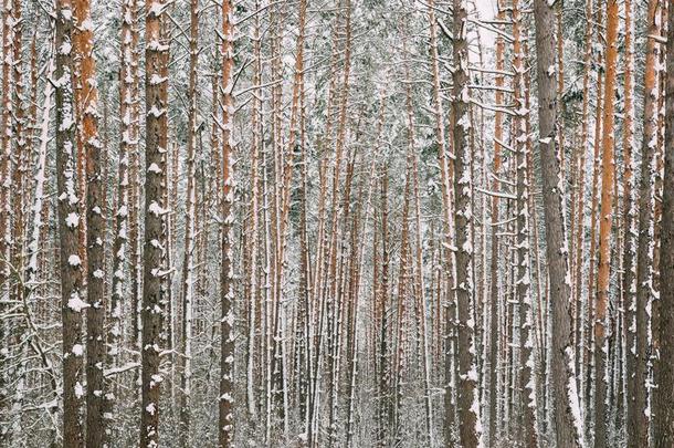 冬下雪的松类的森林在的时候下雪的一天.松树树干波黑