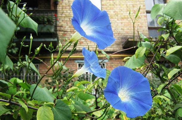 一美丽的花园攀登的植物关于早晨<strong>光荣</strong>和蓝色floodlight泛光照明