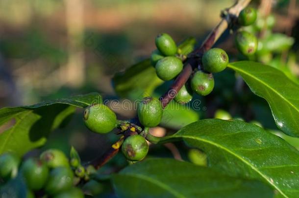 未成熟的咖啡豆树,咖啡豆豆,咖啡豆农场,摩卡咖啡和卡蒂莫