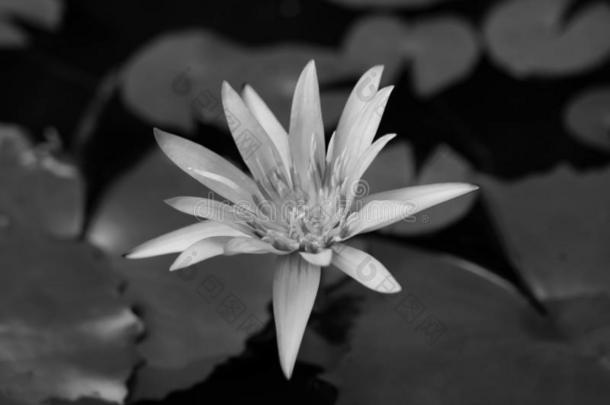 莲花花采用莲花池塘,黑的和白色的