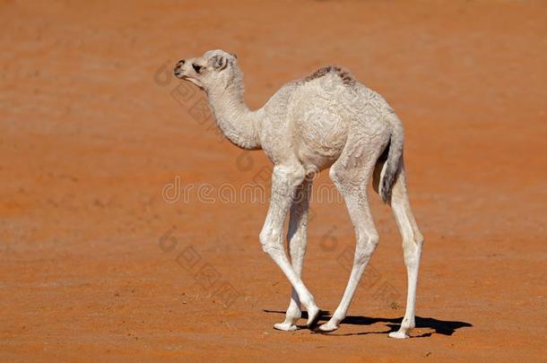 小的骆驼牛犊向一s一nd沙丘
