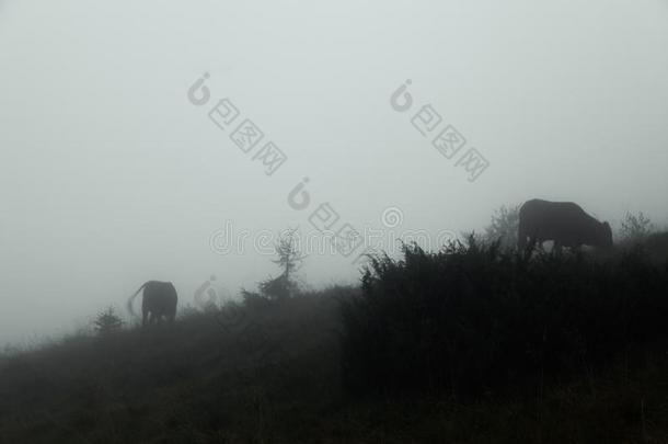 有雾的夏早晨