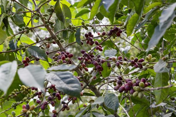 成熟的红色的咖啡豆豆
