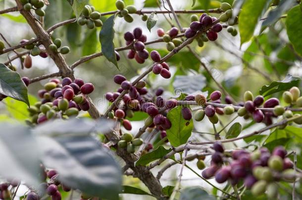 令人惊异的野生的咖啡豆
