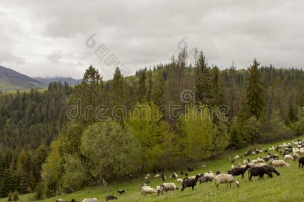 自然风景和兽群关于羊关在上面