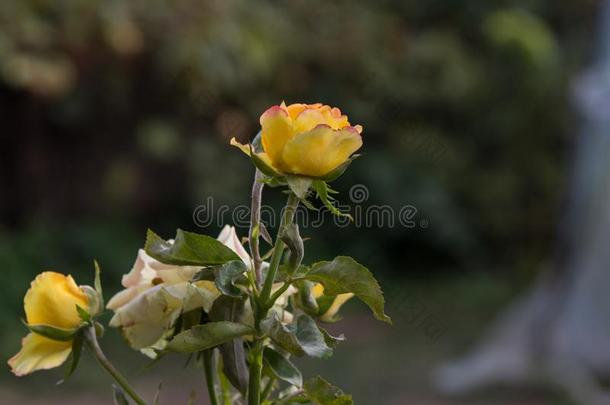 花开花采用指已提到的人花园采用IndividualRetirementAnnuity个人退休金,花玫瑰