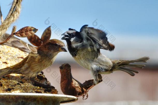 两个麻雀战斗的在一鸟支流