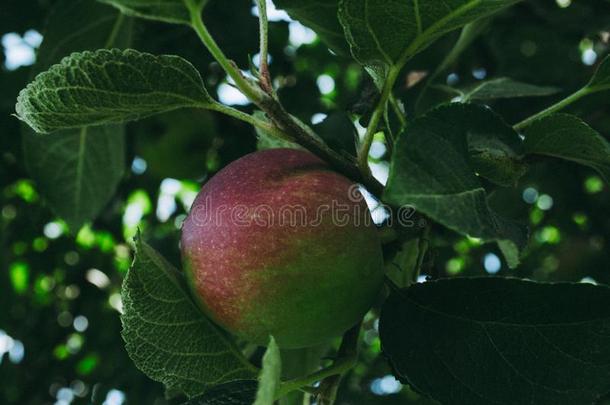 苹果树.苹果树和小的自然的苹果