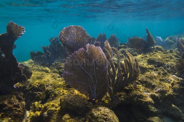 罗坦珊瑚礁