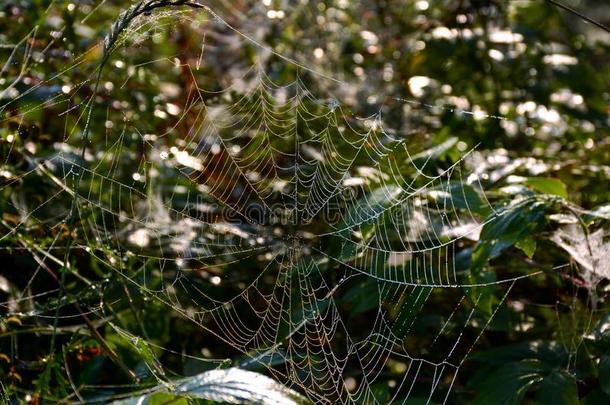 大量的和小滴关于水珠一蜘蛛网.E一rly一utumn早晨.