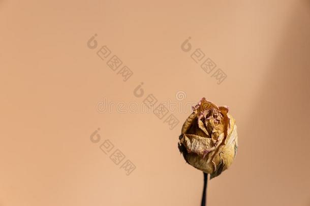 关在上面干的干燥的棕色的玫瑰反对玫瑰粉红色的<strong>背景</strong>,<strong>记忆</strong>大暗囊泡