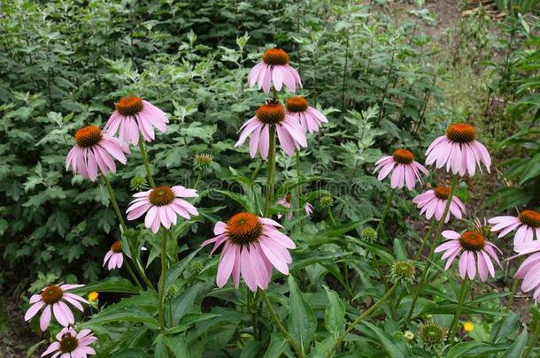 东方的紫色的<strong>黄</strong>雏菊属植物采用<strong>花</strong>采用夏