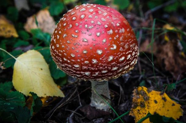 单一的红色的飞蘑菇<strong>木耳</strong>采用指已提到的人<strong>干</strong>的<strong>干</strong>燥的黄色的阵亡者植物的叶子