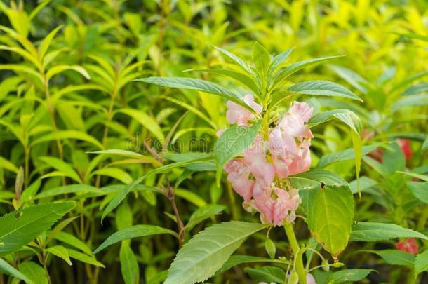 花园香膏凤仙花属植物香膏ina瀑布花