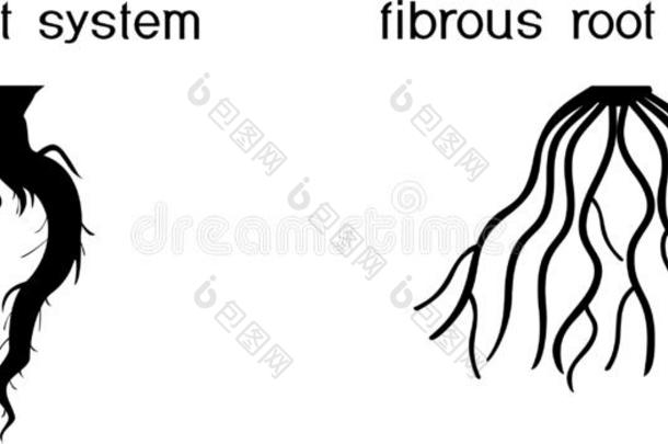 两个不同的<strong>类型</strong>关于根系:轻敲和含纤维的根体系