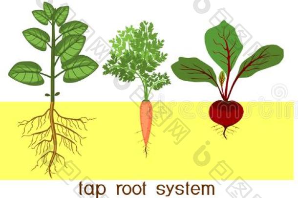 植物和不同的类型关于根系轻敲和含纤维的袋图片-包图网企业站
